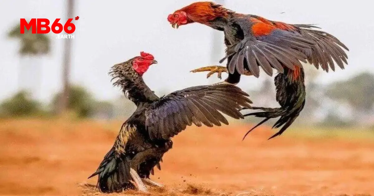 Cách tham gia cá cược đá gà Thomo trên MB66
